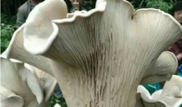 蘑菇视频在线观看吃瓜爆料,吃瓜爆料，娱乐圈幕后真相大曝光！